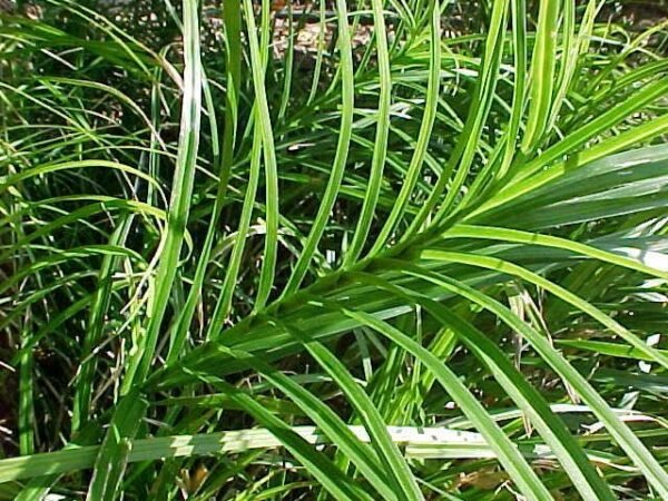 Pálmalevelű sás (Carex muskingumensis) - Image 2