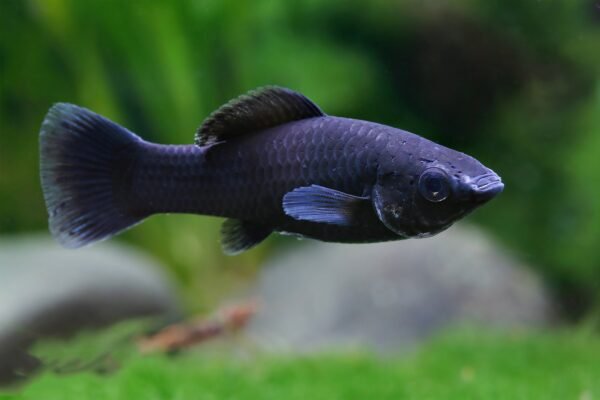 Fekete molly (Poecilia sphenops)