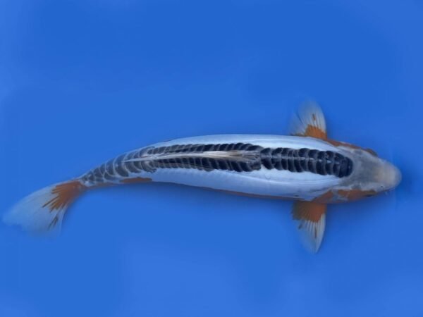 Koi -HP Shusui 45-50 cm