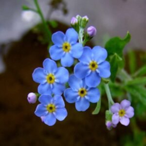 Myosotis Palustris (Mocsári nefelejcs)