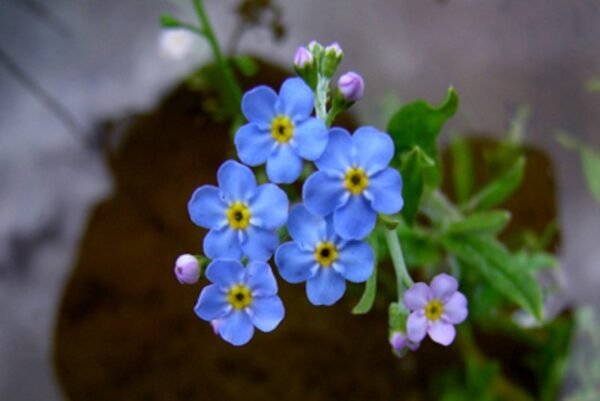 Myosotis Palustris (Mocsári nefelejcs)