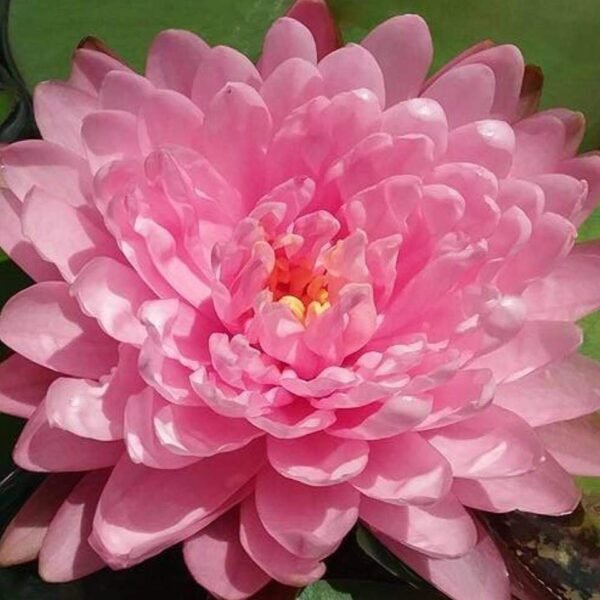 Nymphaea Pink PomPom tavirózsa - Image 3