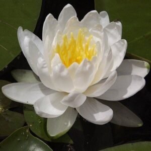 Nymphaea Odorata Alba tavirózsa