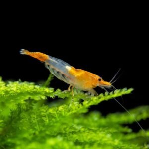 Orange Rili garnéla (Neocaridina heteropoda ’Rili’)