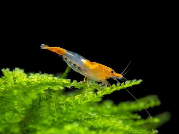 Orange Rili garnéla (Neocaridina heteropoda ’Rili’)
