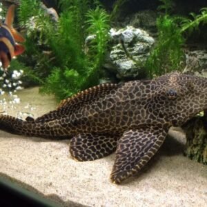 Óriás algaevőhal, Pleco (Hypostomus plecostomus)