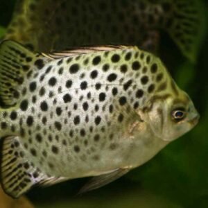 Árgushal (Scatophagus argus atromaculatus)