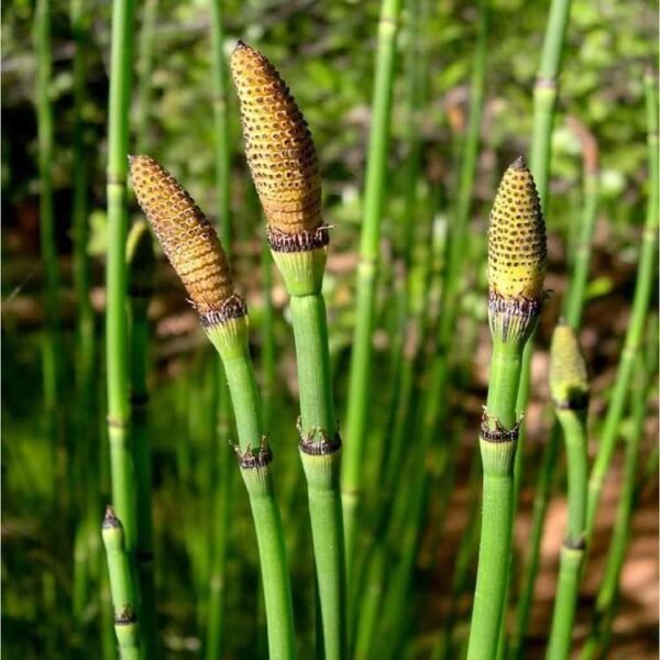 Óriás japán zsurló (Equisetum japonicum 'gigantea') - Image 3