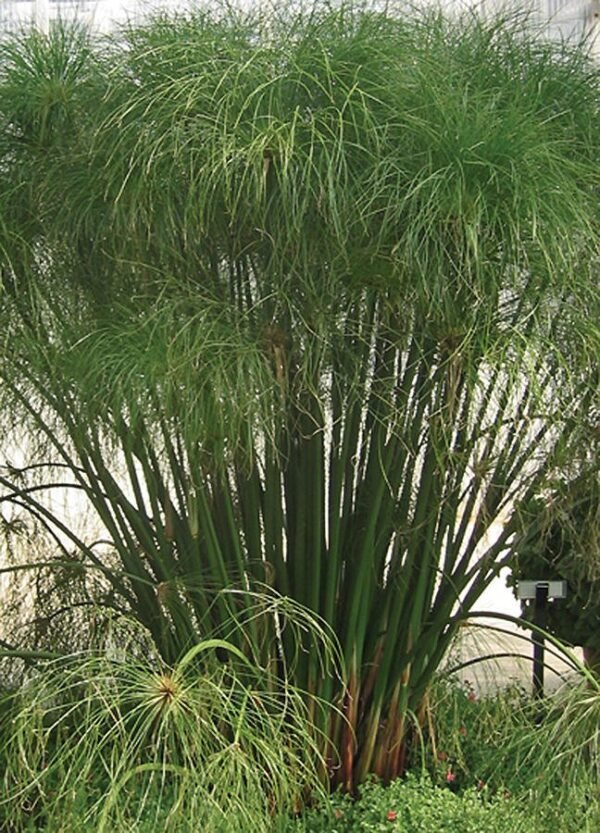 Óriás papirusz vízipálma (Cyperus papyrus 'King Tut')