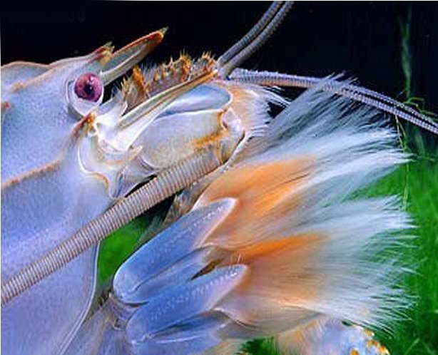 Óriás sepregető garnéla (Atya gabonensis) - Image 2