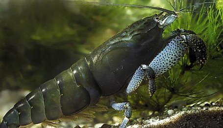 Óriás sepregető garnéla (Atya gabonensis) - Image 6
