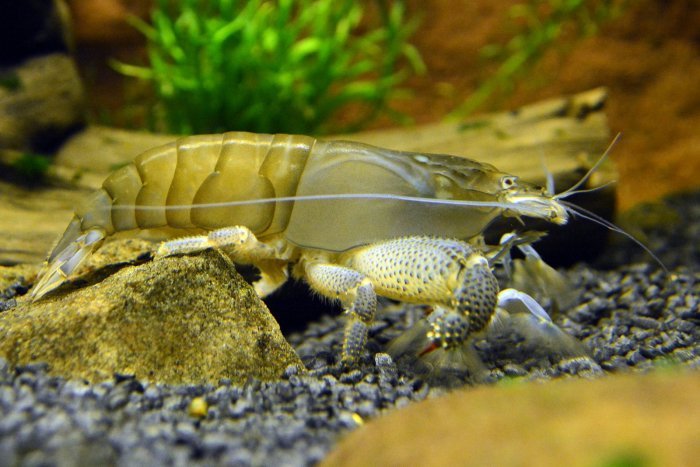 Óriás sepregető garnéla (Atya gabonensis) - Image 5