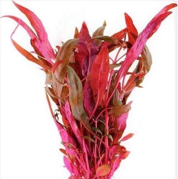 Rózsaszín Papagájvirág (Alternanthera rosaefolia)