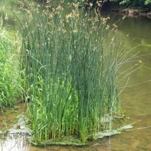 Scirpus Lacustris (Ecsetkáka)
