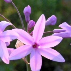 Fokföldi csillagvirág, Vízihagyma (Tulbaghia violacea)
