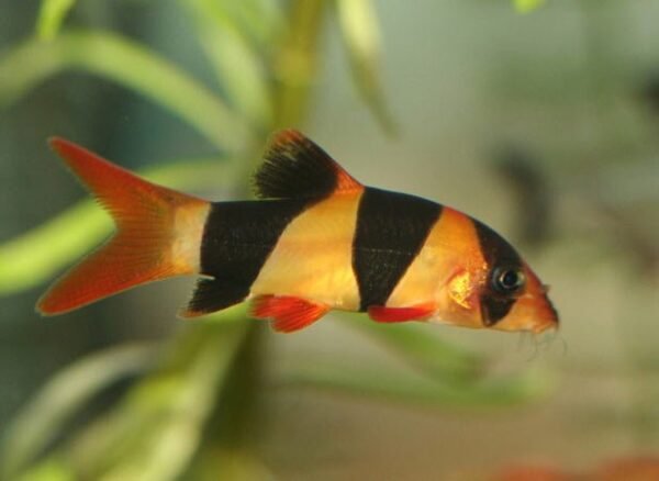 Öves díszcsík (Chromobotia macracanthus)