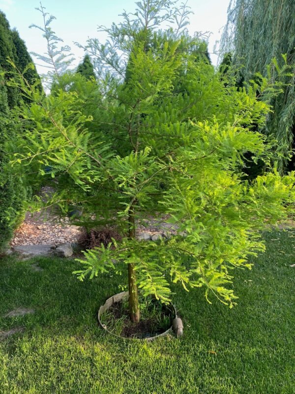 Mocsári ciprus (Taxodium distichum) 80 cm