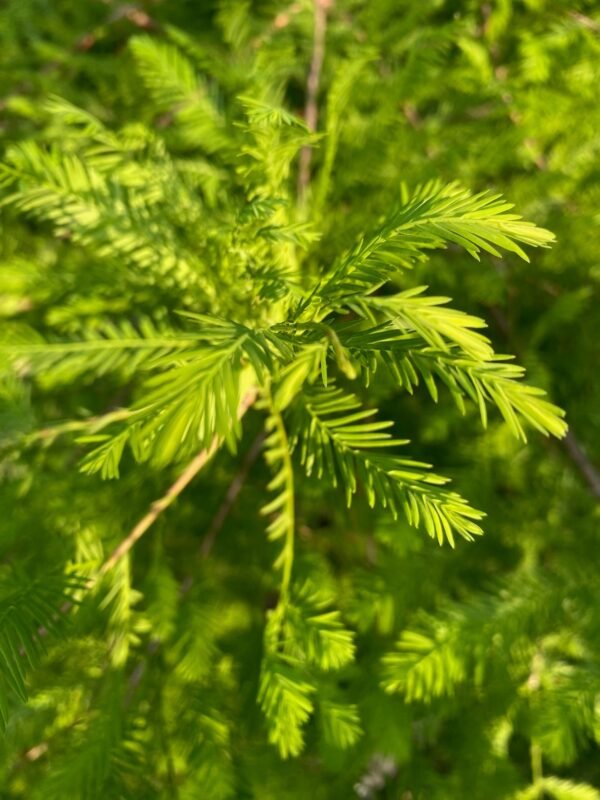 Mocsári ciprus (Taxodium distichum) 80 cm
