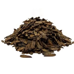 Szárított fekete katonalégy lárva (Hermetia illucens) 500 g