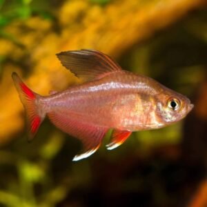 Rózsalazac white fin (Hyphessobrycon bentosi)