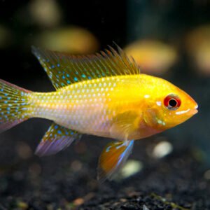 Arany pillangó törpesügér (Mikrogeophagus ramirezi)