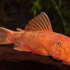 Vörös algaevő harcsa (Super Red ancistrus)