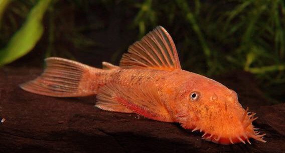 Vörös algaevő harcsa (Super Red ancistrus)