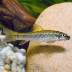 Ceyloni algaevő (Garra ceylonensis)