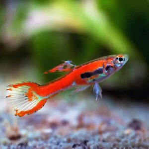 Endler guppi hím SKARLÁTVÖRÖS (Poecilia wingei ’Red Scarlet’)