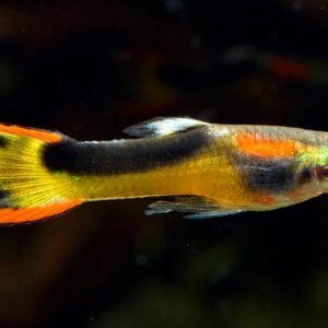 Endler guppi hím TUXEDO (Poecilia wingei ’Tuxedo')