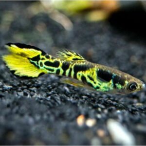 Endler guppi hím YELLOW TIGER (Poecilia wingei ’Yellow tiger’)