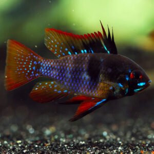 Fekete pillangó törpesügér (Mikrogeophagus ramirezi 'Black')
