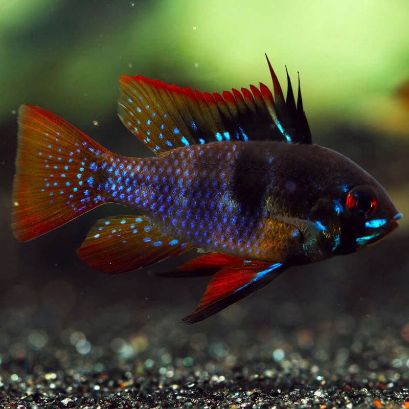 Fekete pillangó törpesügér (Mikrogeophagus ramirezi 'Black')