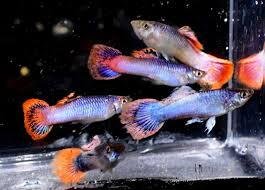 Guppi hím METALLIC PINK GLITTER (Poecilia reticulata 'Metallic pink glitter')