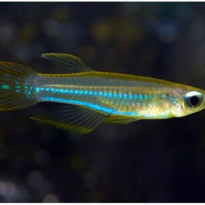 Norman lámpaszem (Poropanchax normani)