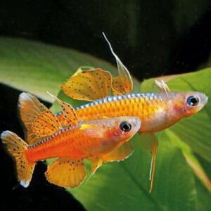 Paskai kalászhal (Pseudomugil paskai)