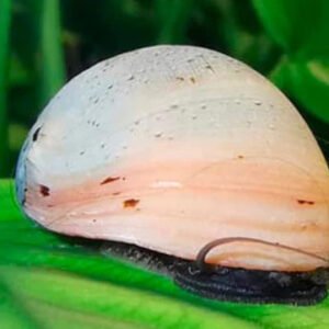 Sisak csiga Gold (Neritina pulligera sp. Gold)