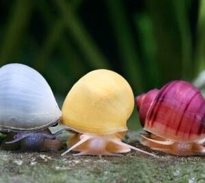 Színes almacsiga (Pomacea bridgesii)