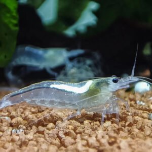 Amano garnéla SNOW WHITE (Caridina multidentata 'Snow')
