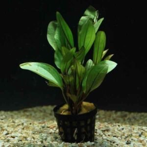 Echinodorus spidernet