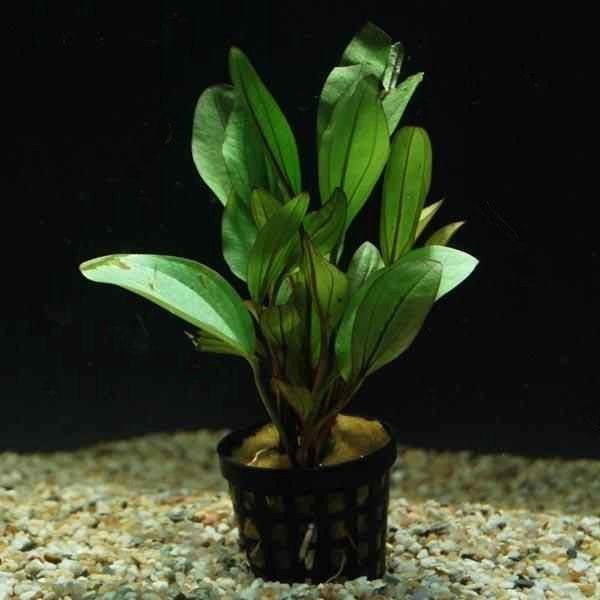 Echinodorus spidernet