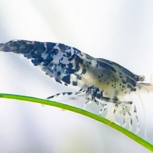 Fekete sushi garnéla (Neocaridina denticulata sp.)