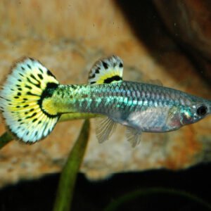 Guppi nőstény (Poecilia reticulata)