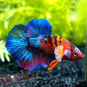 Sziámi harcoshal - Koi betta (Betta splendens)