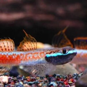 Neon vörös algázó géb HALMAHERA (Stiphodon annieae)