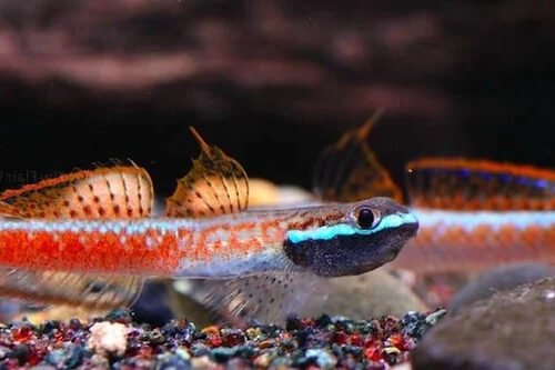 Neon vörös algázó géb HALMAHERA (Stiphodon annieae)