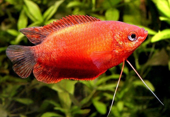 Rubin gurámi (Colisa lalia)