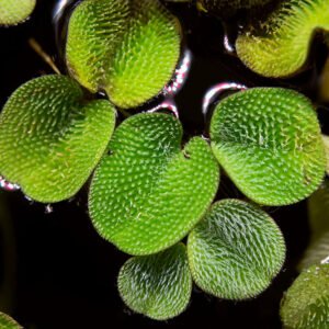 Salvinia minima