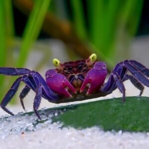 Vámpírrák (Geosesarma dennerle "purple arm")