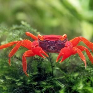 Vámpírrák (Geosesarma dennerle "red tomato")